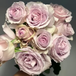 Cosset Rose Plant｜柯赛特 - 图片 10
