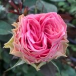 Country Spirit Girl Rose