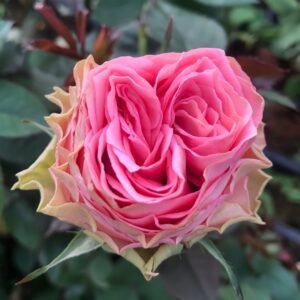 Country Spirit Girl Rose