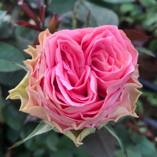 Country Spirit Girl Rose