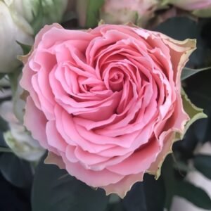 Country Spirit Girl Rose