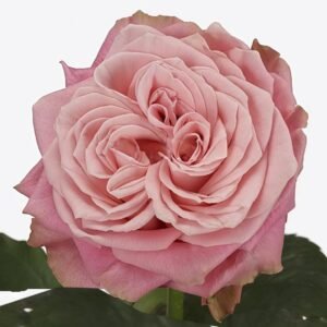 Country Spirit Girl Rose