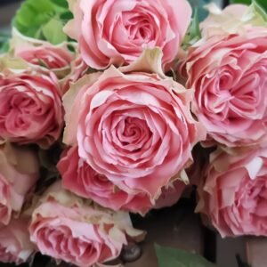 Country Spirit Girl Rose Plant|乡村女孩 - 图片 4