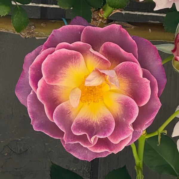 Diablesse de Mers Rose