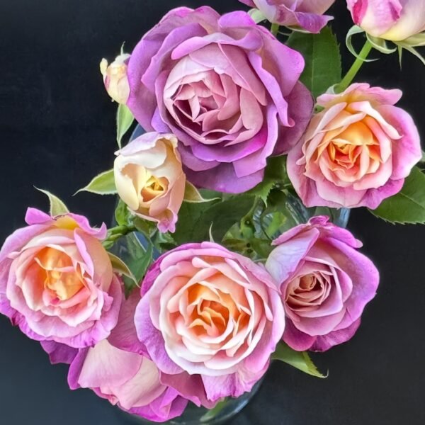 Diablesse de Mers Rose