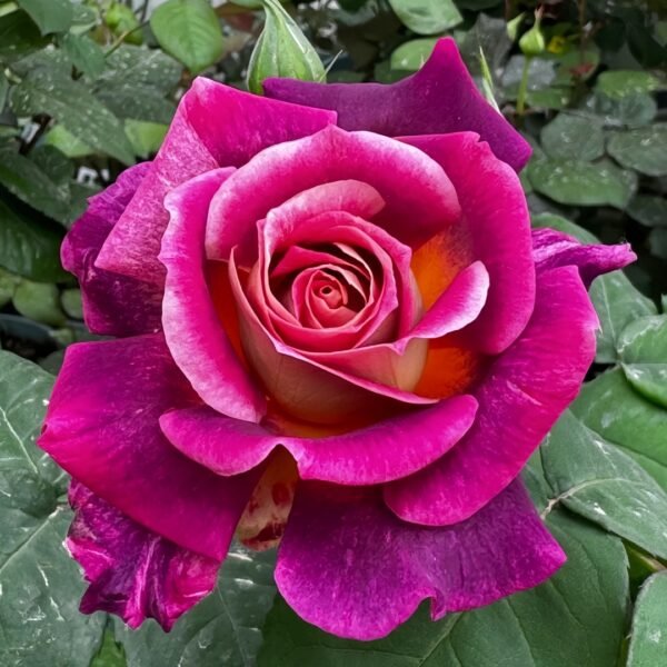 Diablesse de Mers Rose