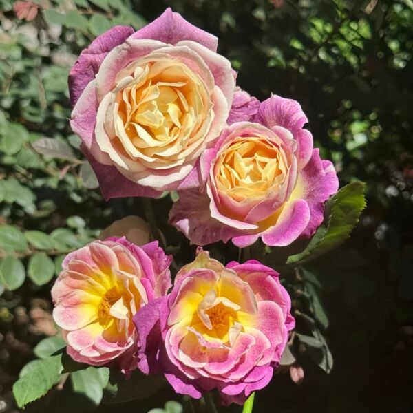 Diablesse de Mers Rose