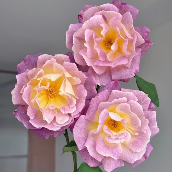 Diablesse de Mers Rose