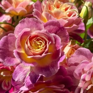 Diablesse de Mers Rose