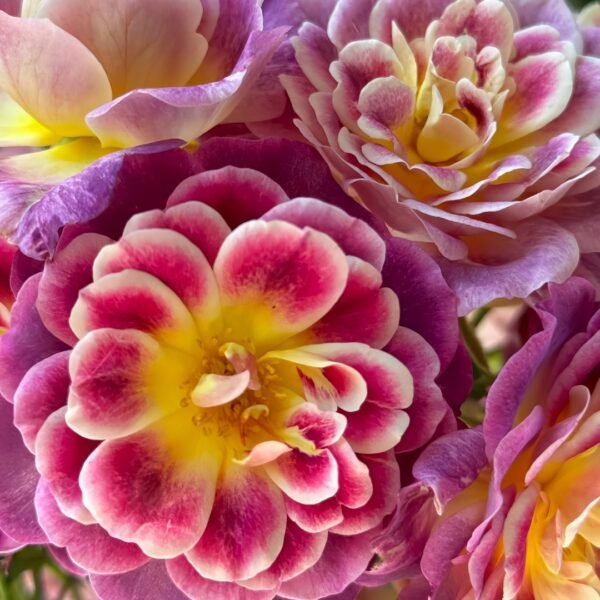 Diablesse de Mers Rose