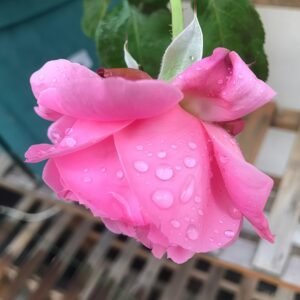 Emily Rose Plant｜艾米丽 - 图片 9