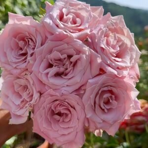 Faith Rose Plant｜信仰 - 图片 6