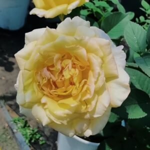 Golden silk Rose