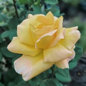Golden silk Rose