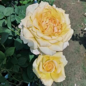 Golden silk Rose