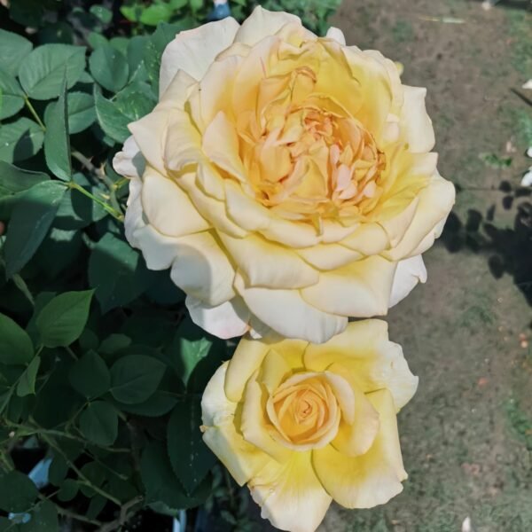 Golden silk Rose