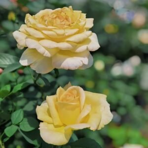 Golden silk Rose