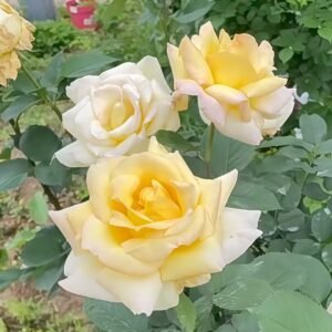 Golden silk Rose