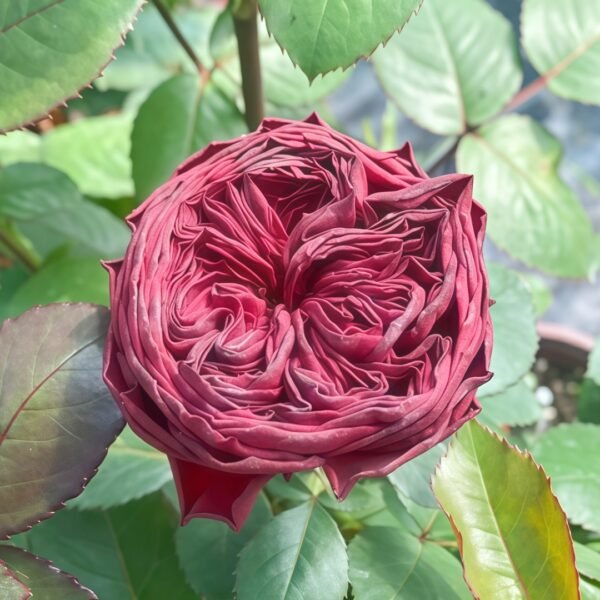 Grand Jubilee Rose