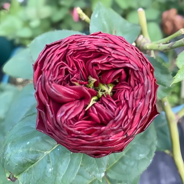 Grand Jubilee Rose