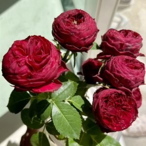 Grand Jubilee Rose