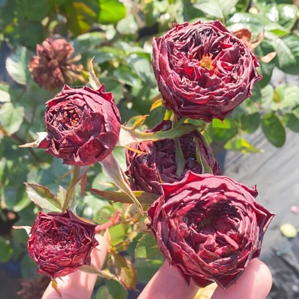 Grand Jubilee Rose