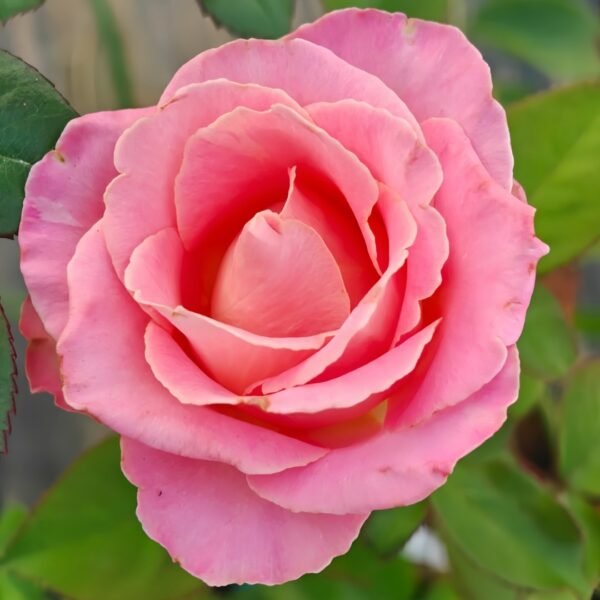 Hemosa Rose