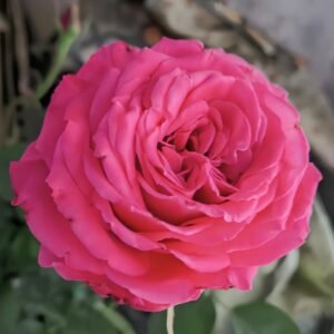 Lolita Lempicka Rose