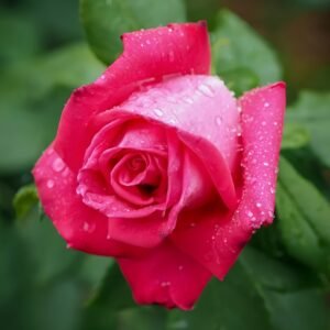 Lolita Lempicka Rose