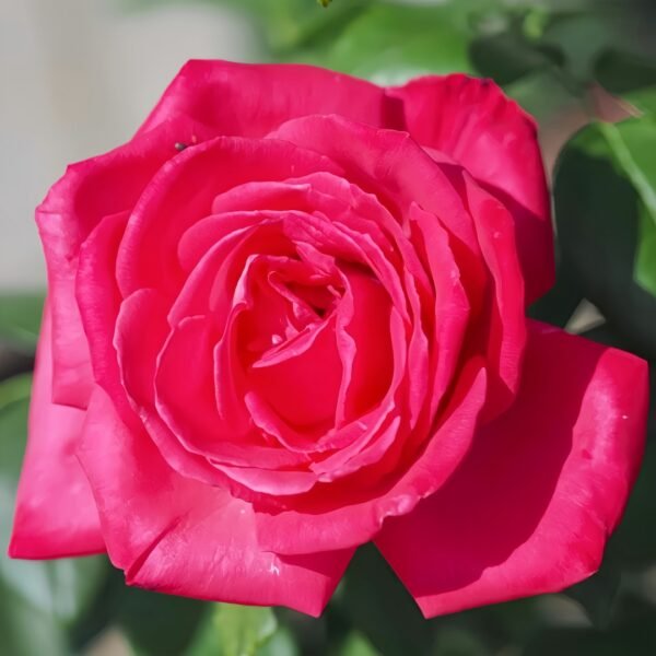 Lolita Lempicka Rose