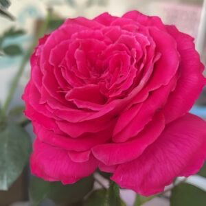 Lolita Lempicka Rose