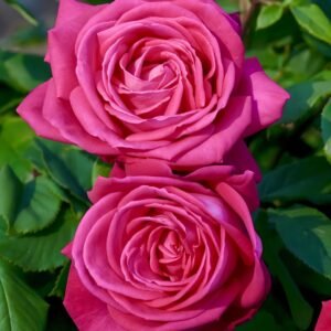 Lolita Lempicka Rose