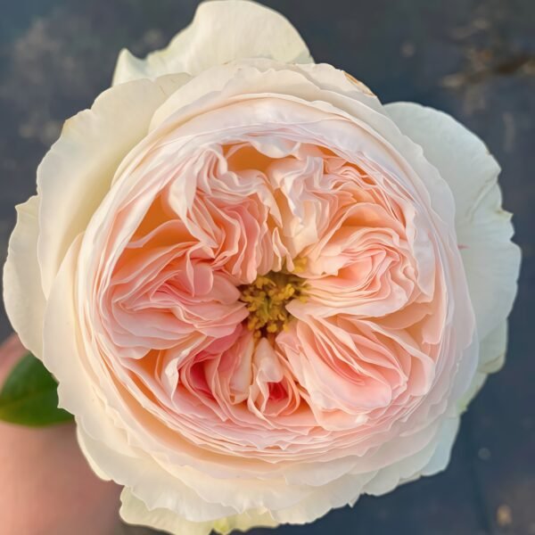 Lorena Summerhouse Rose