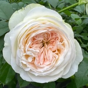 Lorena Summerhouse Rose