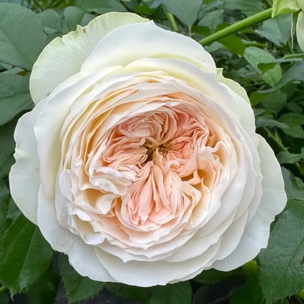 Lorena Summerhouse Rose
