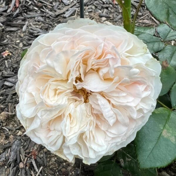 Lorena Summerhouse Rose