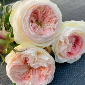 Lorena Summerhouse Rose