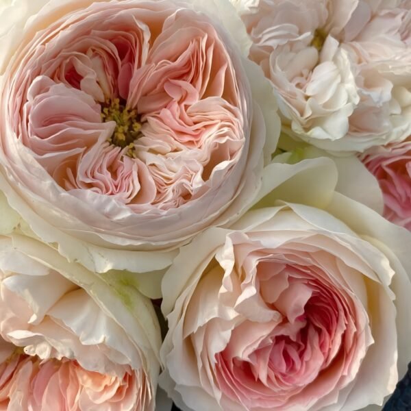 Lorena Summerhouse Rose