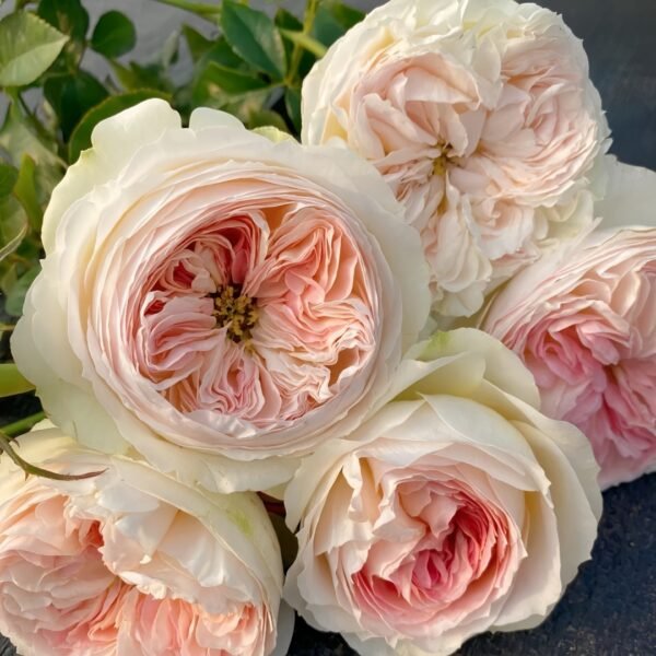 Lorena Summerhouse Rose