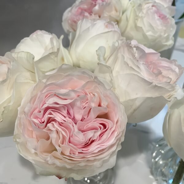 Lorena Summerhouse Rose