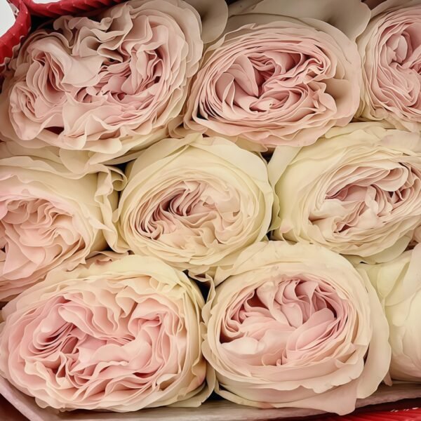 Lorena Summerhouse Rose