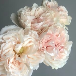 Lorena Summerhouse Rose