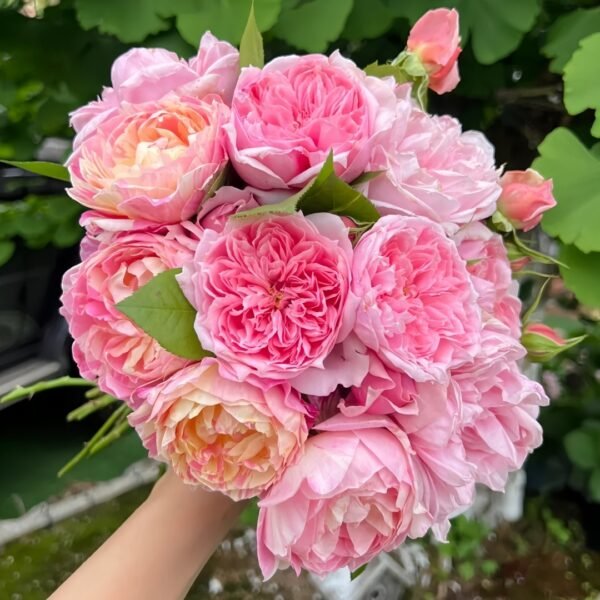 M-Vintage Coral Rose