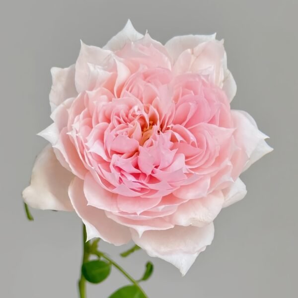 M-Vintage Coral Rose