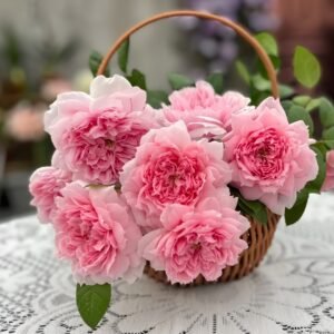 M-Vintage Coral Rose