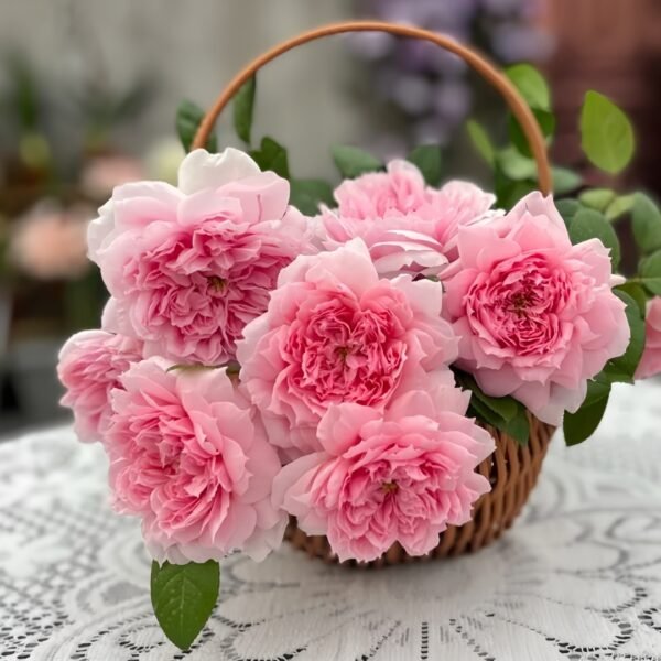 M-Vintage Coral Rose