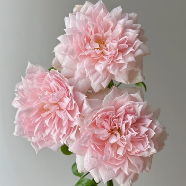 M-Vintage Coral Rose