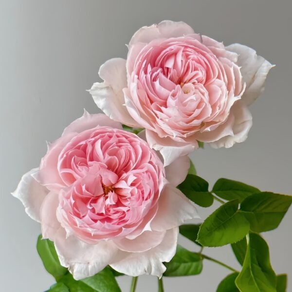 M-Vintage Coral Rose