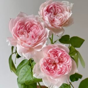 M-Vintage Coral Rose