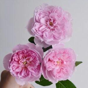 M-Vintage Coral Rose